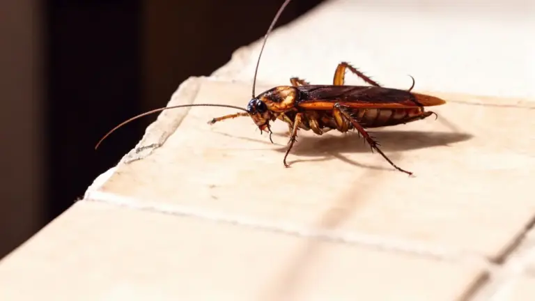 Una blatta su un pavimento di piastrelle vicino a un bordo danneggiato