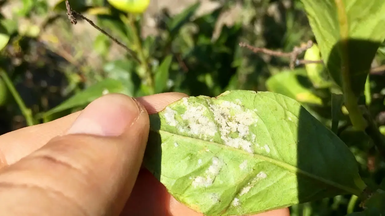 Foglia infestata da cocciniglia bianca tenuta tra le dita