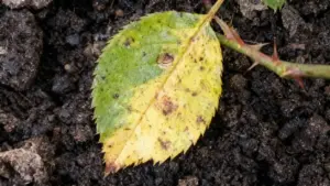 Foglia di rosa ingiallita con macchie scure su terreno umido