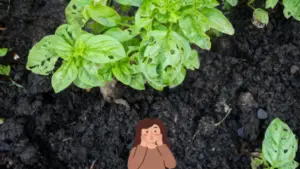 Foglie di pianta con evidenti segni di morsi e buchi causati da insetti