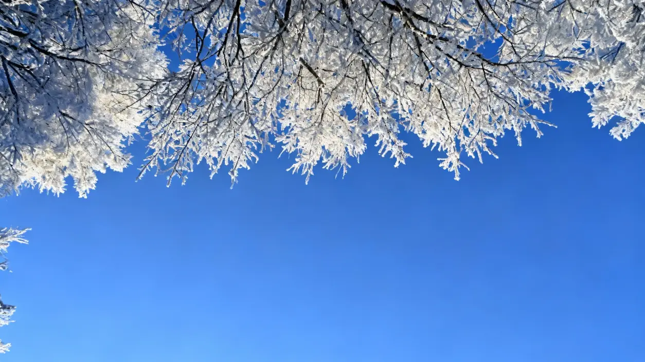 Rami innevati contro un cielo azzurro limpido in una giornata invernale