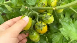 Pomodori gialli acerbi su pianta con una mano che ne tocca uno