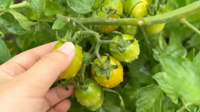 Pomodori gialli acerbi su pianta con una mano che ne tocca uno