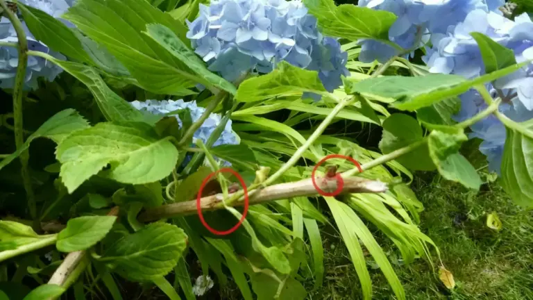 Ramo di ortensia spezzato con fiori blu e foglie verdi in giardino