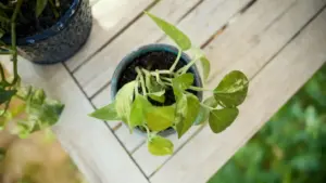 Pianta in vaso con foglie verdi su un tavolo di legno all'aperto