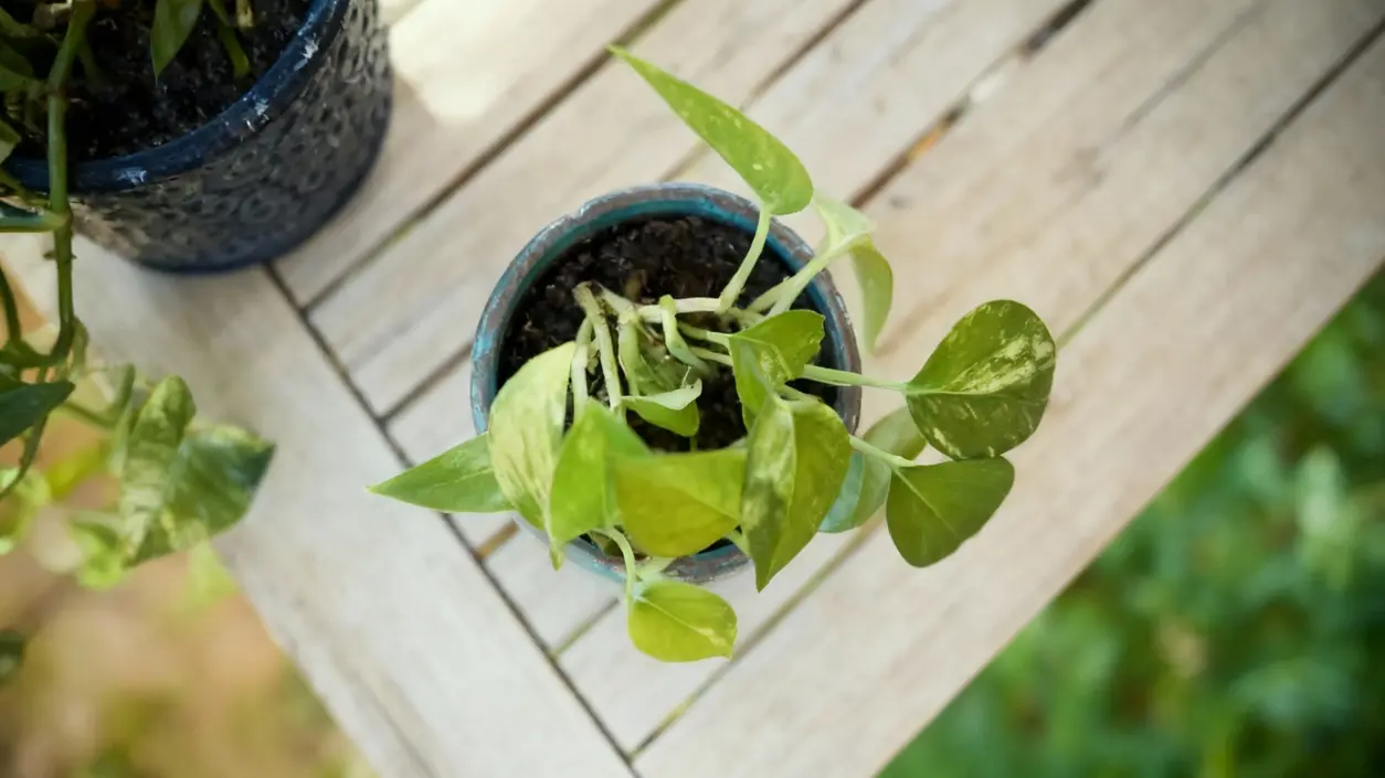 Pianta in vaso con foglie verdi su un tavolo di legno all'aperto